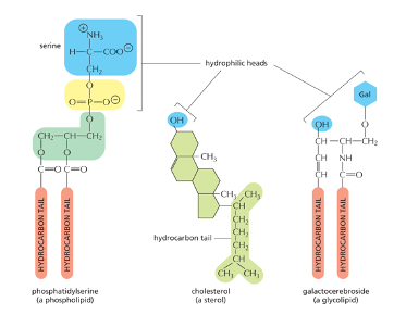 <p>Yes, typically the phosphate is the one that always carries the negative charge but there are cases like, serine where it carries the negative charge as well.&nbsp;</p>
