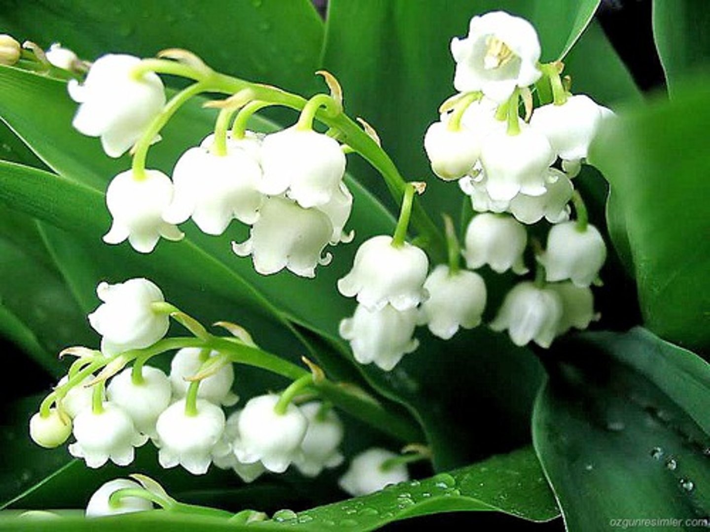 <p>lily of the valley</p>