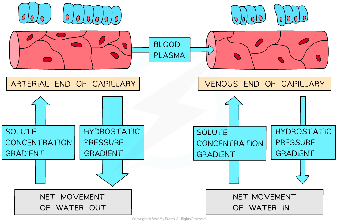 <ol><li><p><strong>Tissue fluid forms</strong> as follows:</p><ul><li><p>At the arterial end of a capillary, the <strong>hydrostatic pressure is greater</strong> than the osmotic pull</p></li><li><p>Water and small molecules are forced <strong>out of the capillary</strong> down a <strong>hydrostatic pressure gradient</strong>, forming tissue fluid</p></li><li><p>Large molecules, e.g., large plasma proteins, remain in the blood as they are too large to pass out of the capillaries</p></li></ul></li><li><p><strong>Tissue fluid returns to the capillaries</strong> as follows:</p><ul><li><p>at the venous end, the <strong>osmotic pull is now higher</strong> than the hydrostatic pressure</p></li><li><p>Hydrostatic pressure in the capillary has decreased due to loss of plasma volume and flow resistance in the narrow capillary</p></li><li><p>Dissolved proteins in the blood <strong>lower the water potential</strong> and create a <strong>water potential gradient </strong>between the capillary and the tissue fluid</p></li><li><p>fluid is drawn back into the capillary down its <strong>water potential gradient</strong></p></li></ul></li></ol><p></p>
