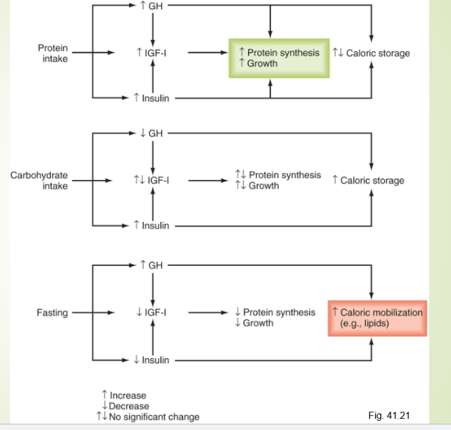 <p><span>Ample nutrients:</span></p><ul><li><p><span>Amino acids increase GH and insulin</span></p></li><li><p><span>High serum glu increases insulin secretion</span></p></li><li><p><span>High GH, insulin and nutrients promote growth</span></p></li></ul><p></p><p><span>High calories, low amino acids:</span></p><ul><li><p><span>High carbs increases insulin secretion</span></p></li><li><p><span>But low amino acid inhibits GH and IGF production</span></p></li><li><p><span>Dietary carbs and fats used for energy but not good conditions for growth</span></p></li></ul><p></p><p><span>Fasting, overall low nutrient availability:</span></p><ul><li><p><span>Low carbs and fats increase GH levels and lower insulin levels, however IGF levels are low, conditions do not favor growth.</span></p></li><li><p><span>GH is beneficial because it promotes fat mobilization while attempting to minimize tissue protein loss.</span></p></li><li><p><span>With less insulin, peripheral tissue glucose use is decreased, sparring glucose for essential tissues such as brain</span></p></li></ul><p></p>