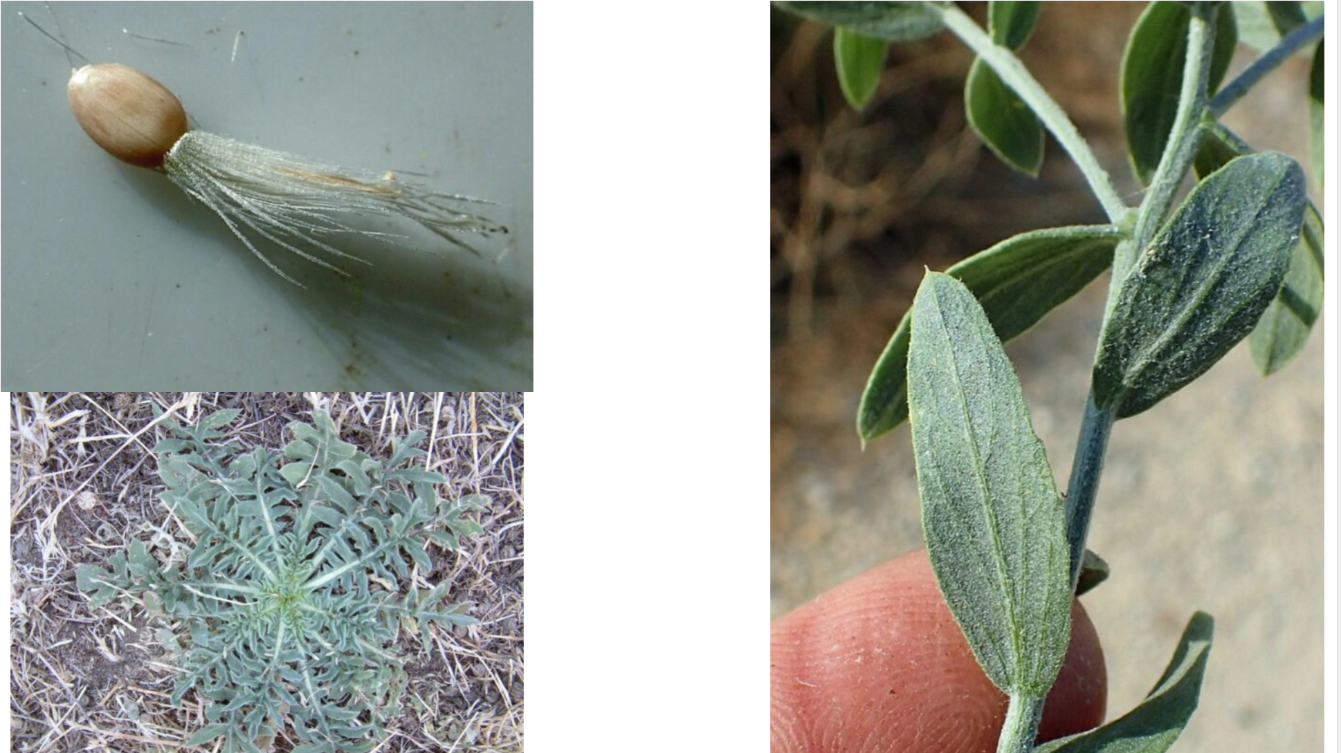 <p>Russian knapweed</p><p><span><strong><u>• Perennial</u></strong></span><span><br></span><span>• Root crowns have a brown to black, scaly appearance</span></p><p><span><br></span><span>•<strong><u> Reproduce by adventitious buds on roots</u></strong></span></p><p><span><br></span><span>• Allelopathic compounds prevent plant competition (not proven)</span></p><p><span><br></span><span>• Research shows that <strong><em>r</em><u>oots can survive 75+ years underground</u></strong></span></p>