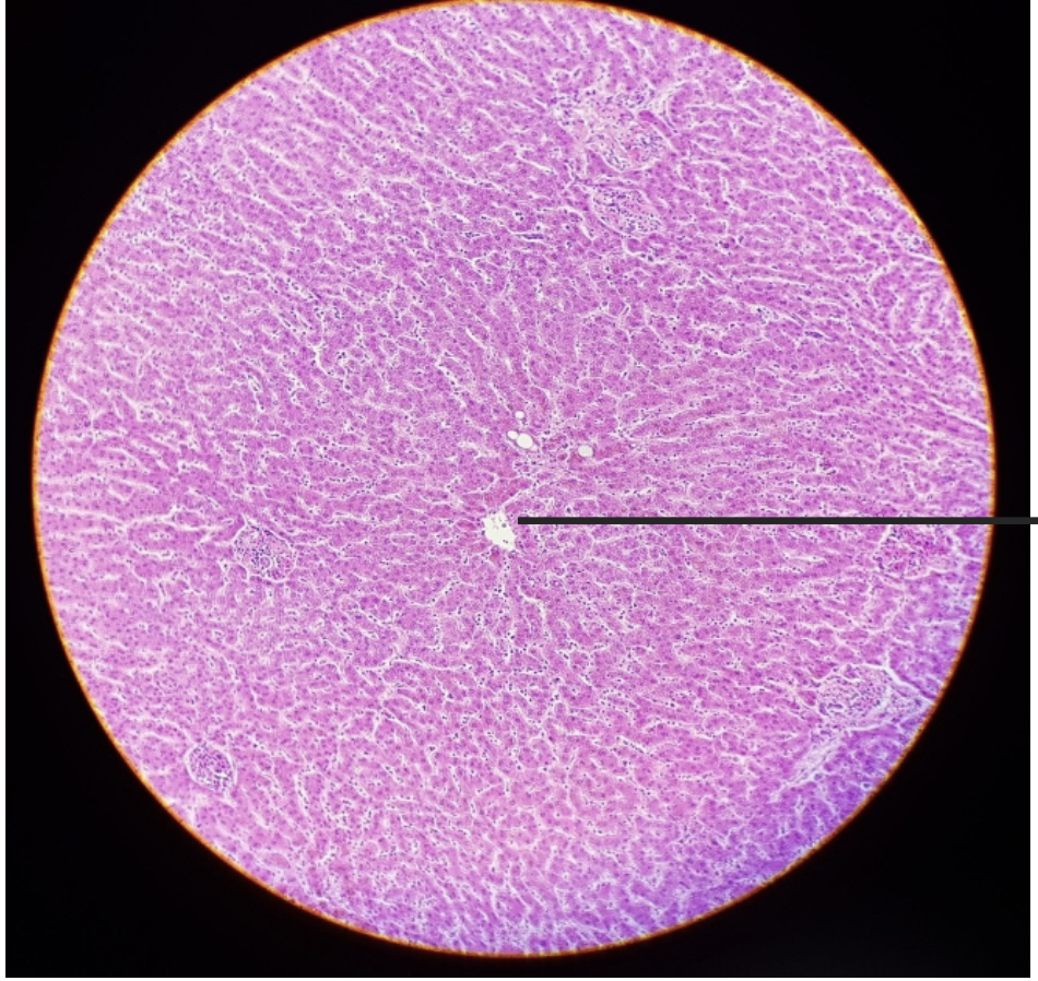 <p>what is this?</p>