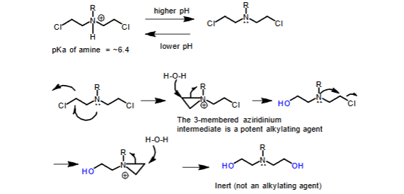 <p>- <strong>The drug is </strong><span style="color: red"><strong>stored at a lower pH</strong></span><strong> where the N will be protonated</strong></p><p>- <strong>At</strong><span style="color: red"><strong> physiological pH</strong></span><strong>, the unprotonated drug cyclizes to a </strong><span style="color: red"><strong>reactive aziridinium intermediate</strong></span><strong>, which is a </strong><span style="color: red"><strong>potent alkylating agent</strong></span></p>