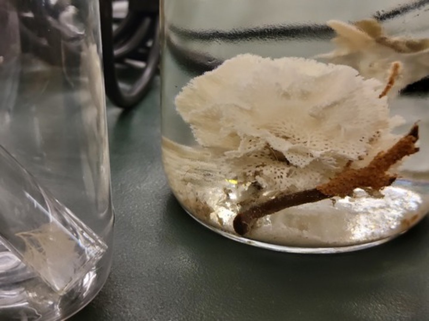 <p>Identify taxonomy</p>