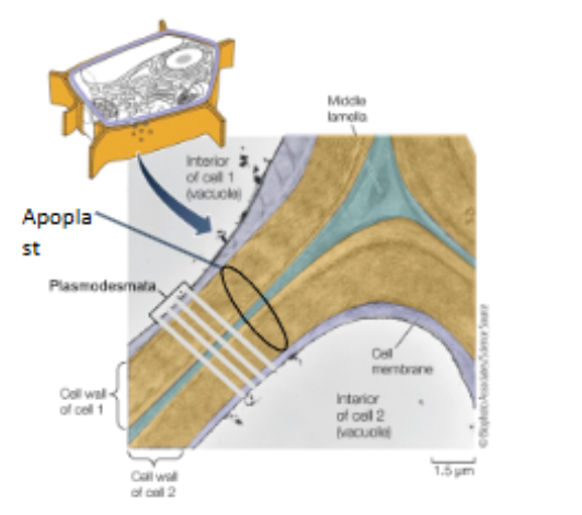 <p>hemicellulose fibers (structure &amp; flexibility) and pectin (glue) in apoplast</p>