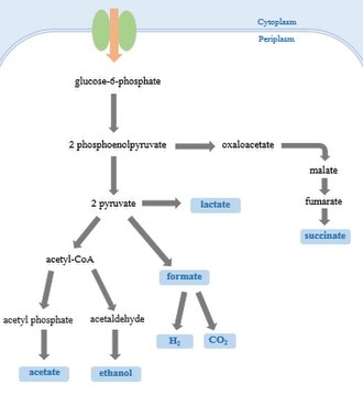 <p><br><span><strong>Bacteria</strong>:</span></p><ol><li><p><span><strong>Lactic acid bacteria</strong> (e.g., <em>Lactobacillus</em>) use lactic acid fermentation to produce lactic acid, which is important in making yogurt and cheese.</span></p></li><li><p><span>Some bacteria (e.g., <em>Clostridium</em>) use <strong>mixed acid fermentation</strong>, producing a variety of products like acetic acid, ethanol, and gases.</span></p></li></ol><p></p>