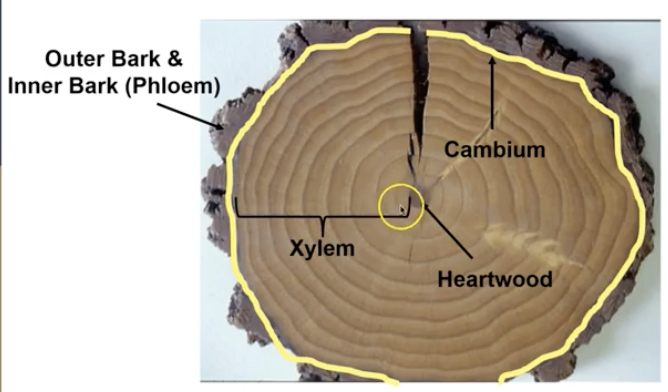 <p>Xylem</p>