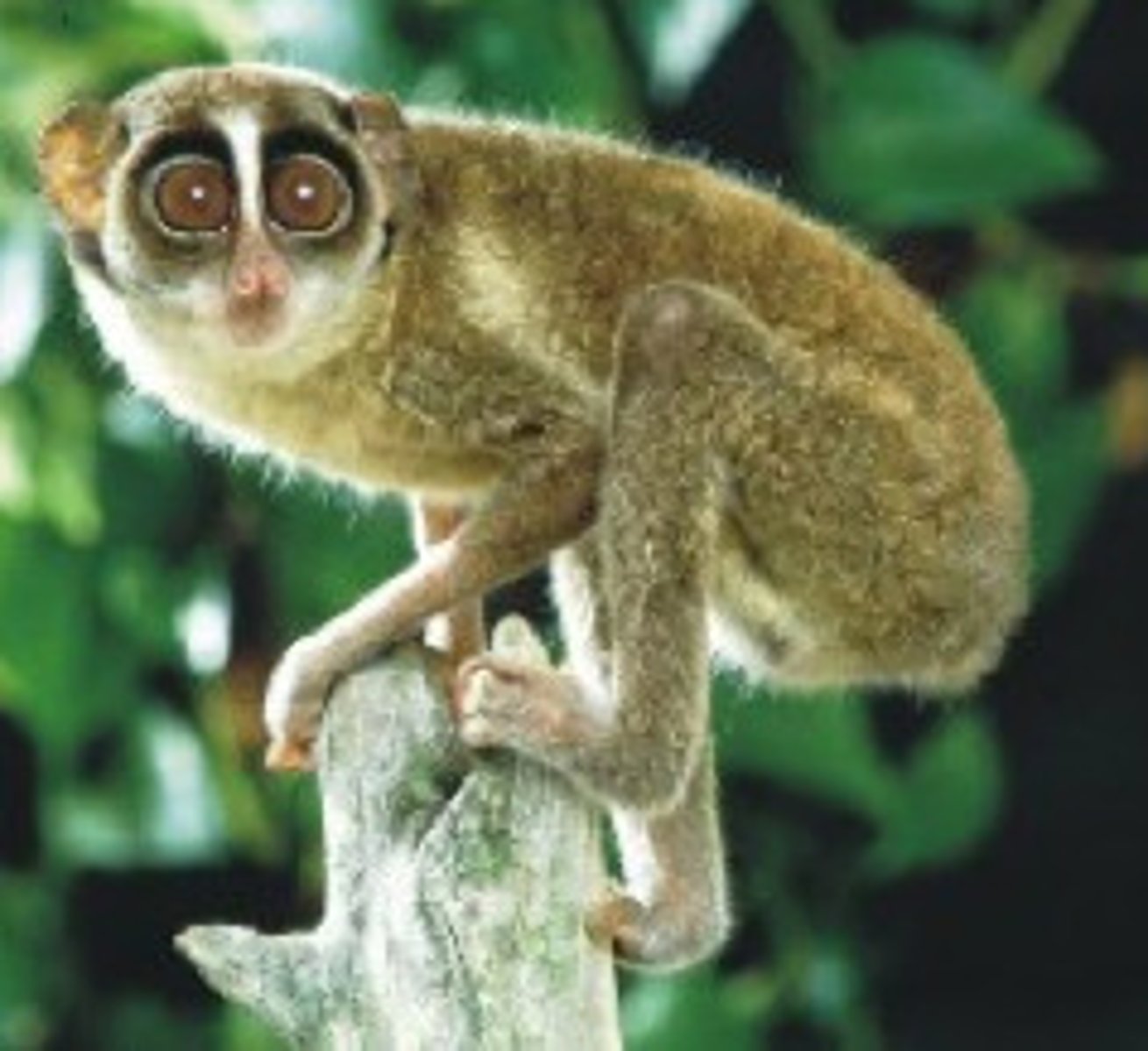 <p>Africa sahara, southeast asia, quadrupeds, nocturnal</p>