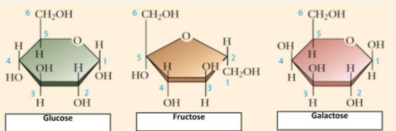 <p>Monosaccharides </p>