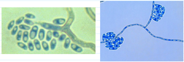 <ul><li><p><span><span>Slender annellides, sometimes branched</span></span></p></li><li><p><span><span>Conidia clustered at the end of the tapered annellide</span></span></p></li><li><p><span><span>Oval/elongated conidia</span></span></p></li></ul><p></p>