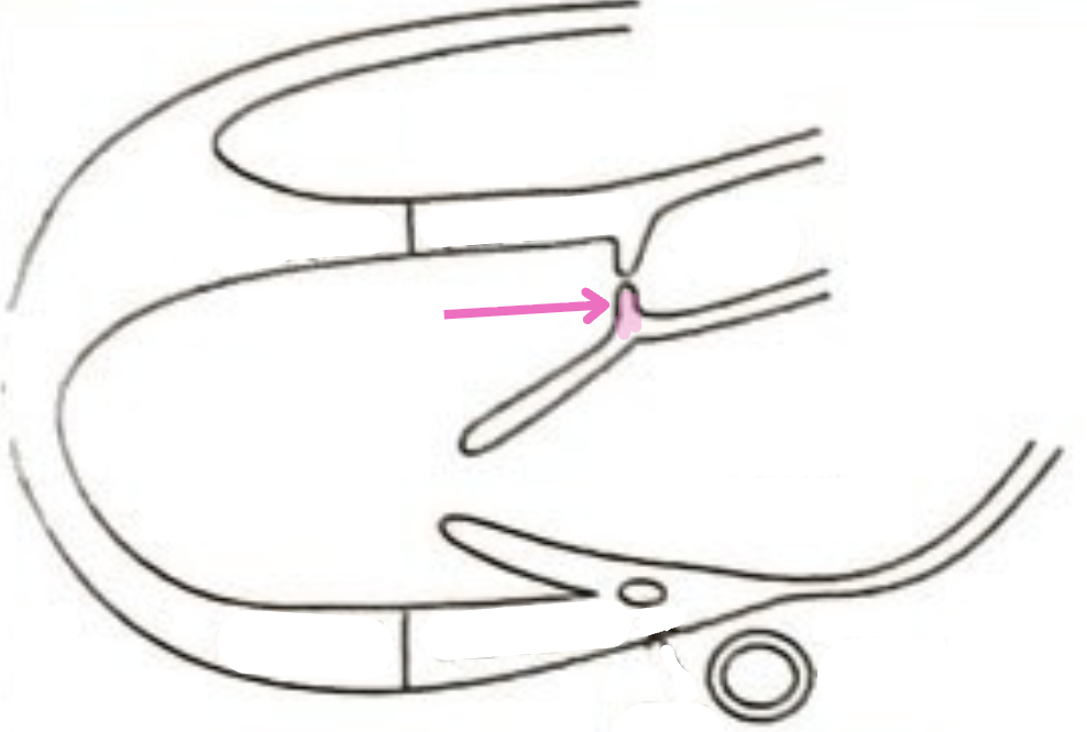 <p>What is this structure?</p>