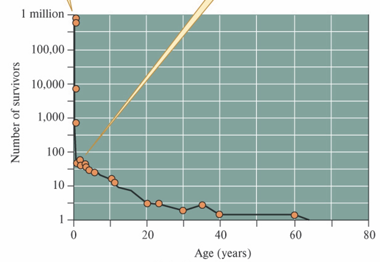 <p>What kind of survivorship curve is this?</p>