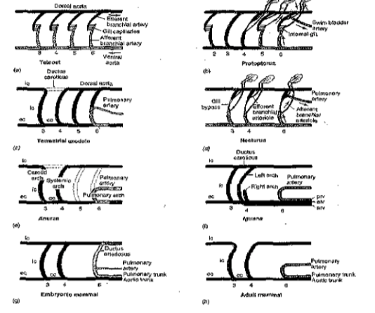 <p>Ventral aorta grows forward and connects to developing arches.</p><ul><li><p>6 pairs form, but changes occur:</p><ul><li><p><strong>1st arch disappears early</strong>, leaving <strong>spiracular arteries</strong>.</p></li><li><p><strong>2nd arch forms first pretrematic arteries</strong>.</p></li><li><p><strong>3rd–6th arches form buds → posttrematic arteries</strong>, which also form more pretrematic arteries.</p></li></ul></li><li><p>Later, arches 2–6 develop <strong>occlusions</strong> (gaps):</p><ul><li><p><strong>Ventral segments → afferent branchial arteries</strong> (carry blood <em>to</em> gills).</p></li><li><p><strong>Dorsal segments → efferent branchial arteries</strong> (carry blood <em>away from</em> gills).</p></li></ul></li><li><p><strong>Gill capillaries</strong> form in demibranchs.</p></li></ul><p></p>