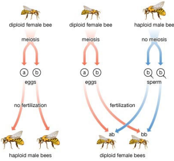 <ul><li><p>animals that produce by development of an egg without fertilization</p></li><li><p>because the egg is produced by meiosis in the female parent, the offspring are <strong>not genetically identical</strong> to the parent or to each other</p></li><li><p>offspring may be haploid or diploid depending on the species</p><ul><li><p>Example: bees</p><ul><li><p>produce a female through the traditional sexual reproduction process</p></li></ul></li></ul></li></ul><p></p>