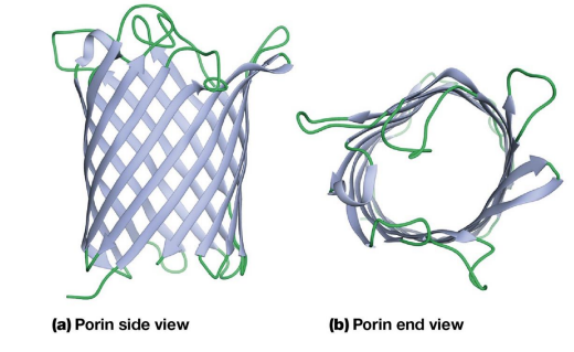 <ul><li><p>Beta Barrel has a water filled pore at its center</p></li><li><p>Polar side chains line the inside of the pore, allowing passage of many hydrophilic solutes</p></li><li><p>The outside of the barrel contains many nonpolar side chains that interact with the hydrophobic interior of the membrane</p></li></ul><p></p>