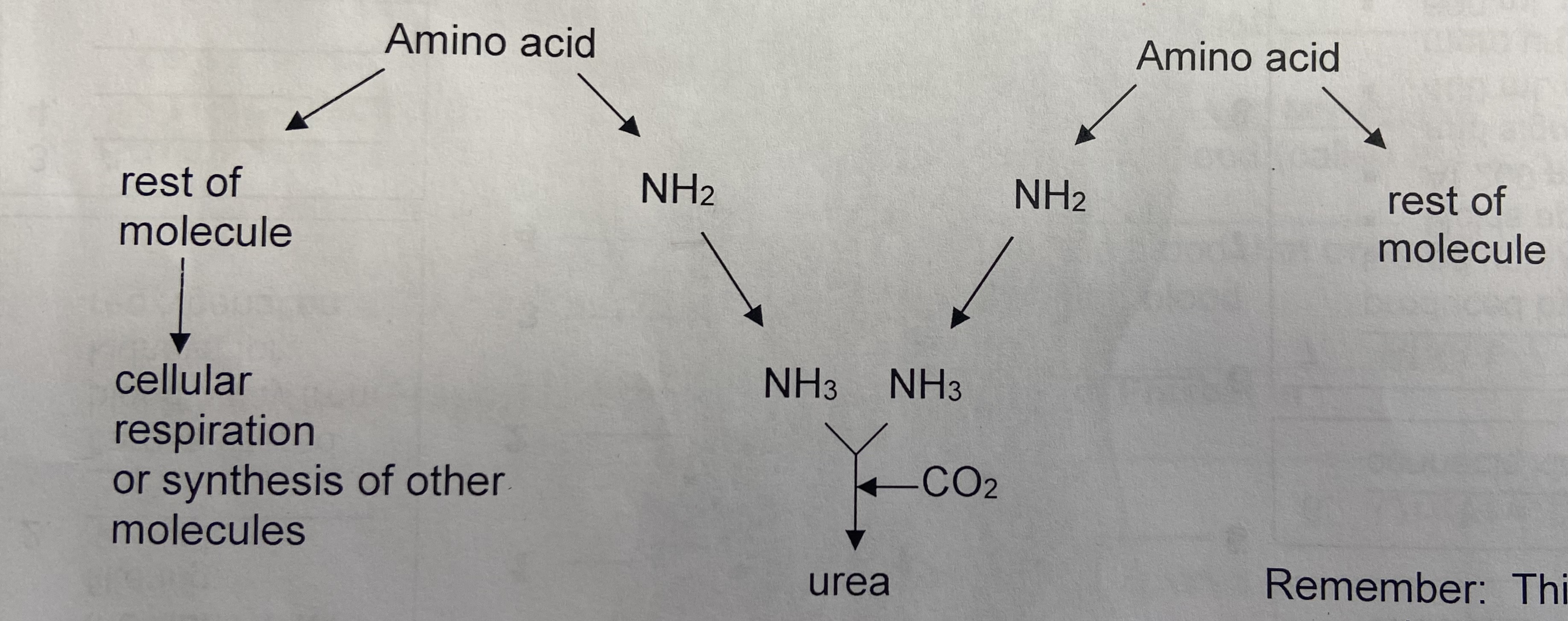 Into urea in the liver