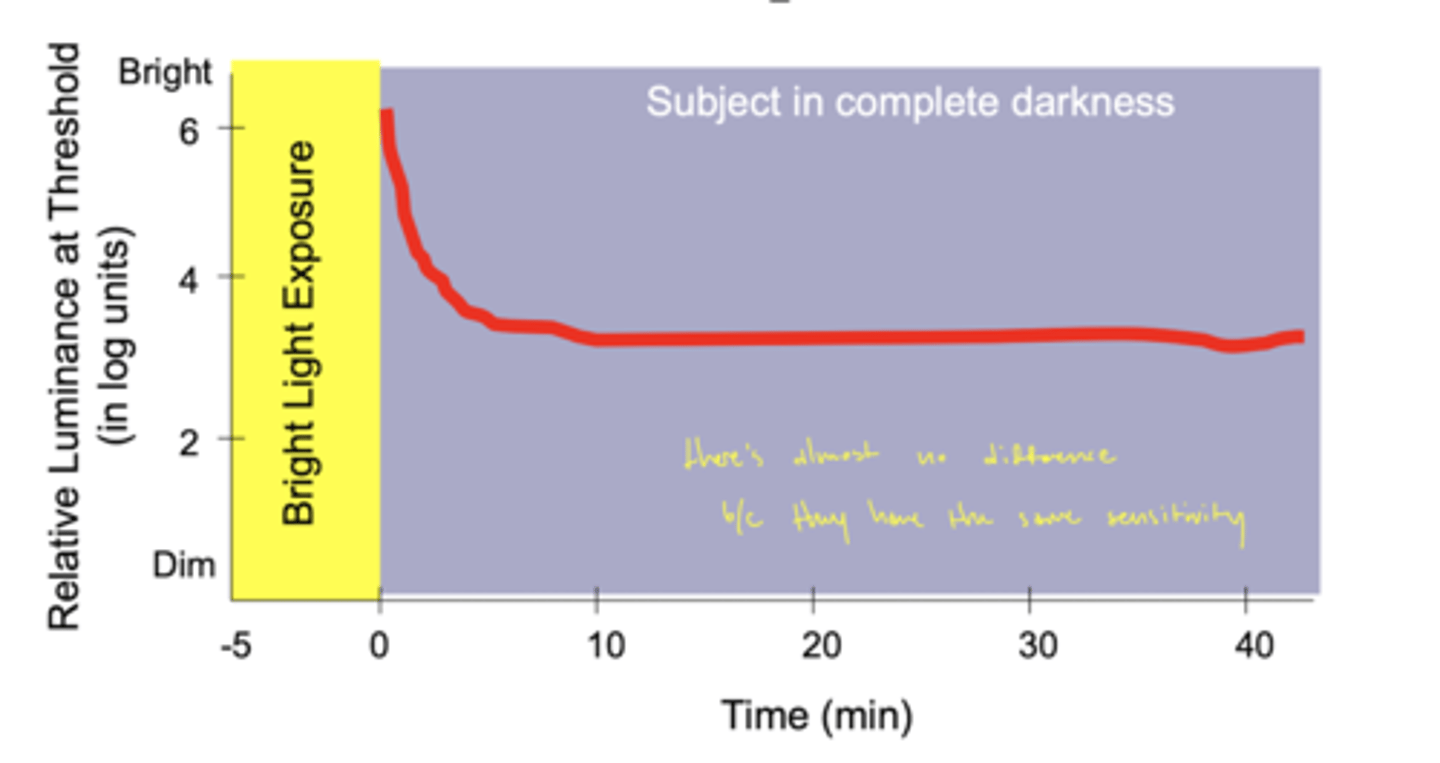 <p>NO rod-cone break, why cones are always more sensitive!</p><p>no rods on graph</p>