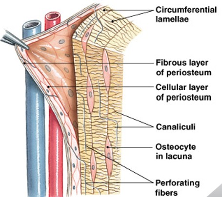 <p>What covers outer layer bones, except parts enclosed in joint capsules?</p>
