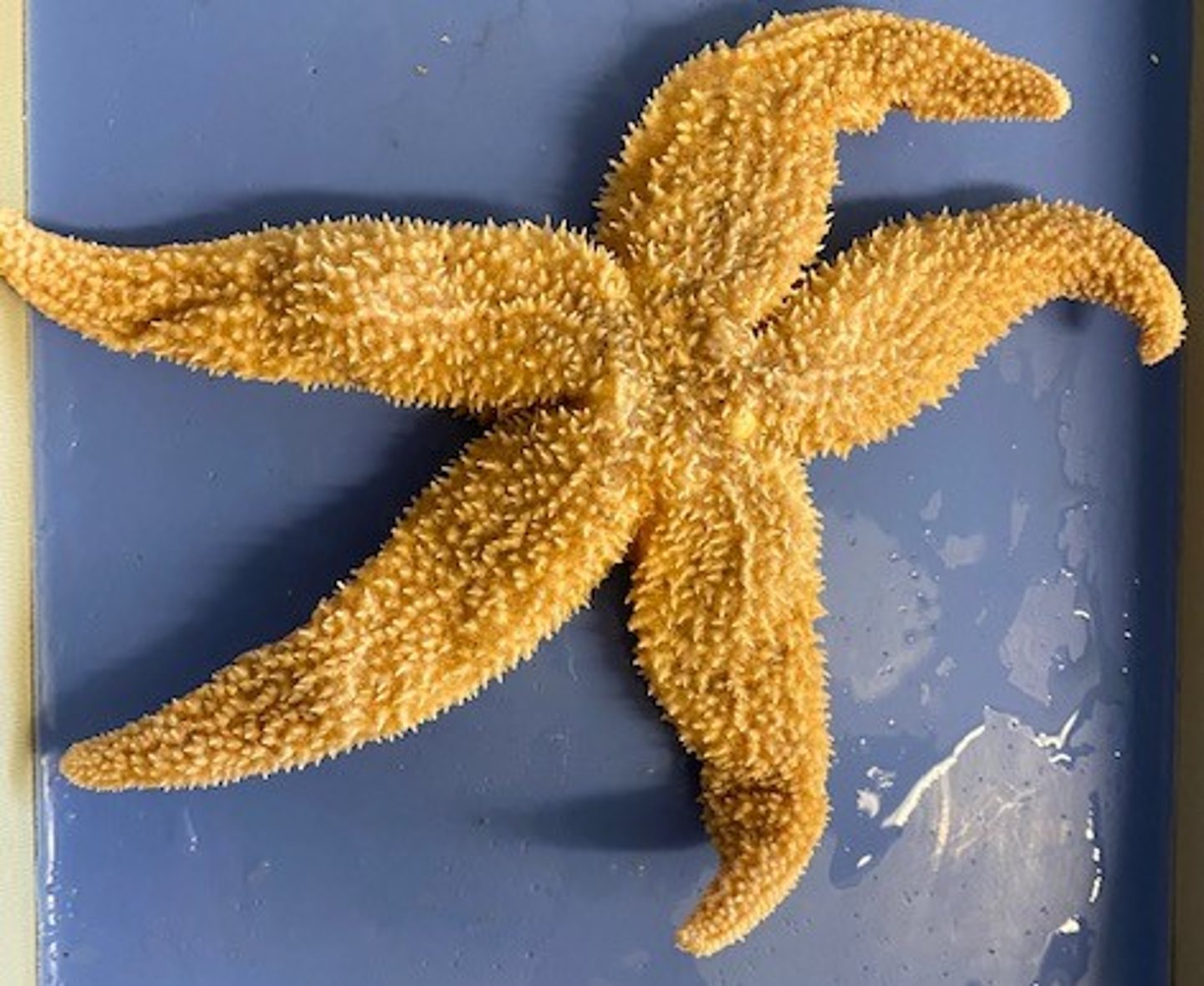 <p>Echinoderm group known as sea stars that feed on bivalves.</p>