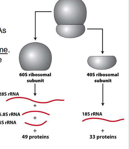 <p>Ribosome naming nomenclature</p>