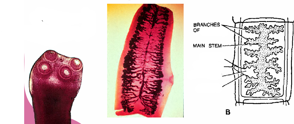 <p>what specie, stage, parts</p>