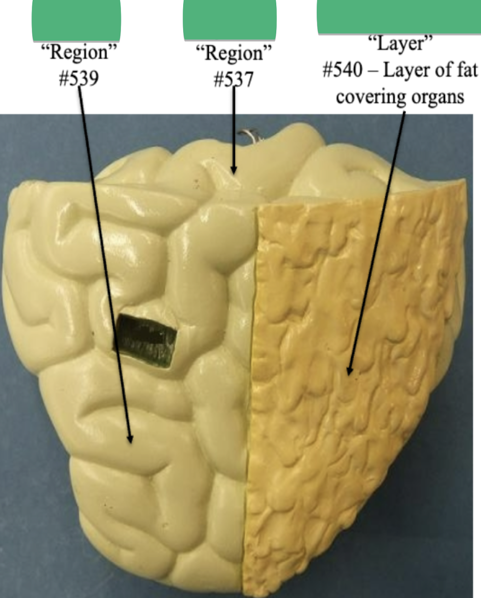 <p>Label Layer</p>