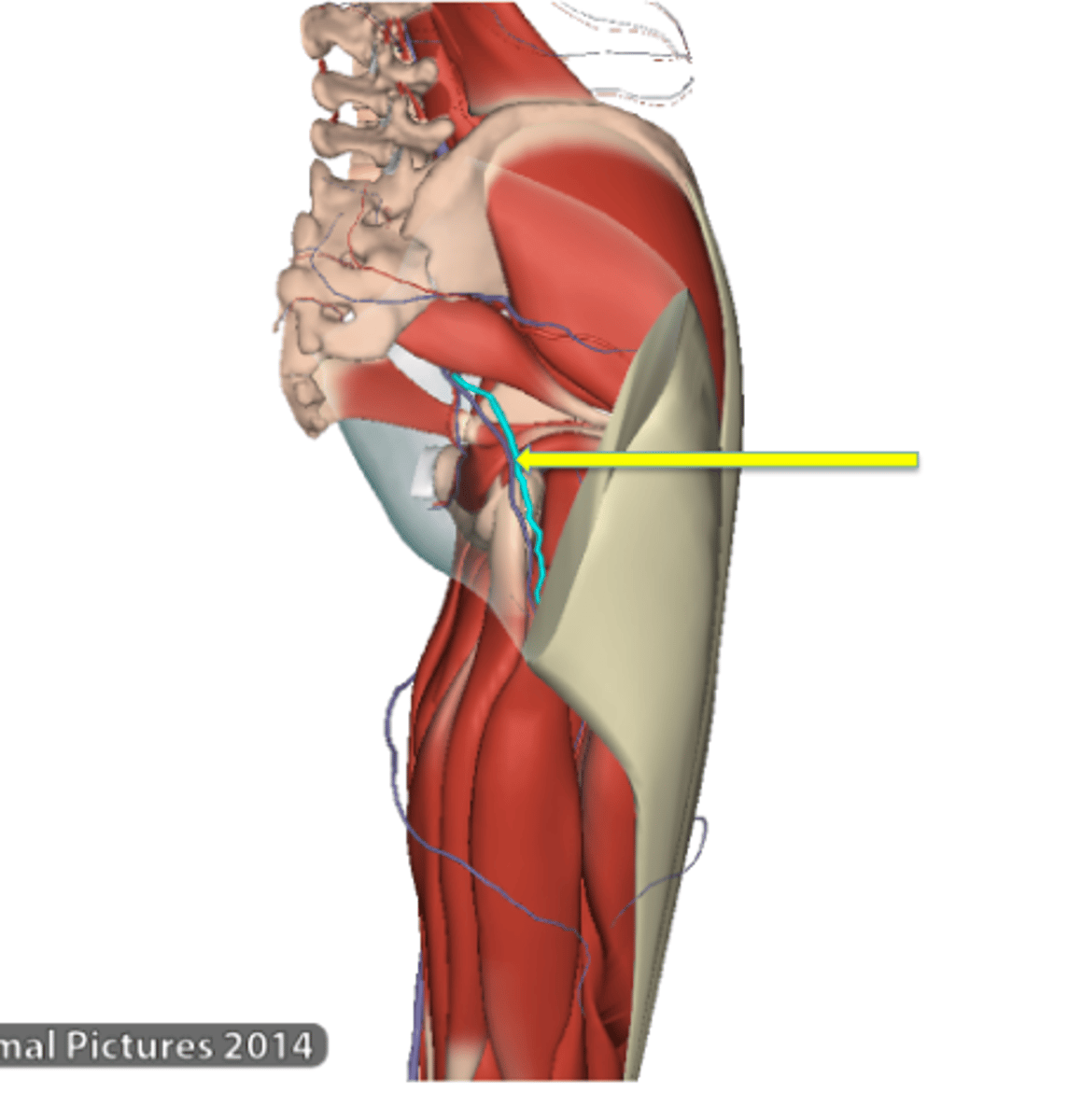 <p>Inferior gluteal artery</p>