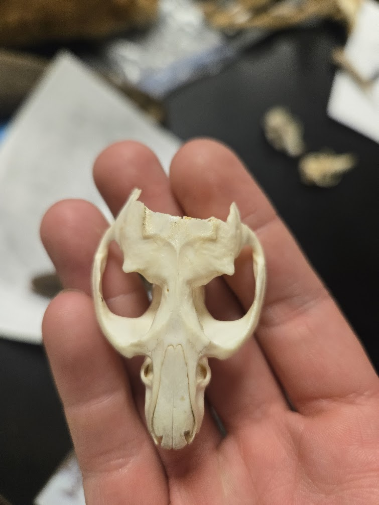 <p><span><span>1 0 0 3 = 16 TEETH</span></span><br><span><span>1 0 0 3</span></span><br><span><span>▣ Orange incisors</span></span><br><span><span>▣ Eyes point up</span></span><br><span><span>▣ Large braincase that</span></span><br><span><span>narrows above eyes</span></span><br><span><span>▣ Wide zygomatic</span></span><br><span><span>arch</span></span><br><span><span>▣ Incisive foramen</span></span><br><span><span>very long and</span></span><br><span><span>narrow</span></span><br><span><span>▣ Very large</span></span><br><span><span>infraorbital foramen</span></span></p>