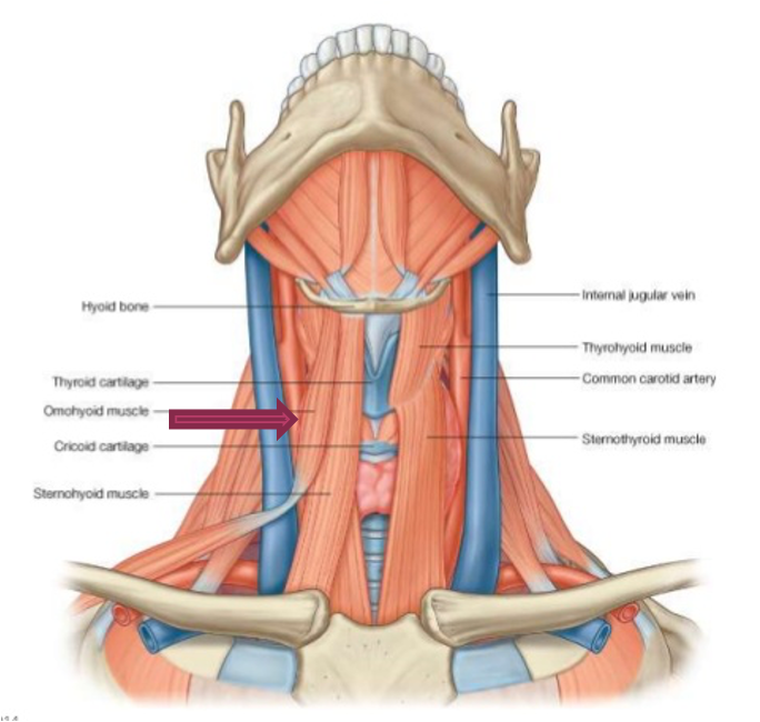 <p>origin: scapula</p><p>insertion: hyoid bone</p><p>innervation: C1-C3</p><p>action: depresses, retracts, and steadies hyoid bone</p>