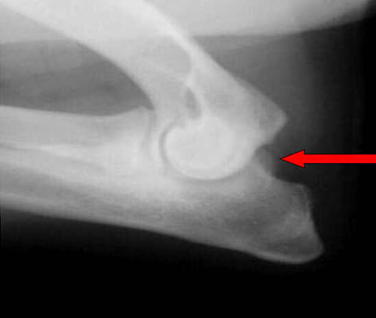 <p>What is the arrow pointing to? </p>