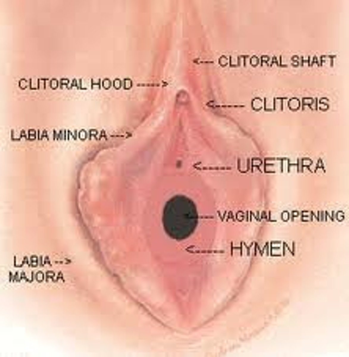 <p>extension of the mucosal layer, partially covers the orifice of the vagina during childhood</p>
