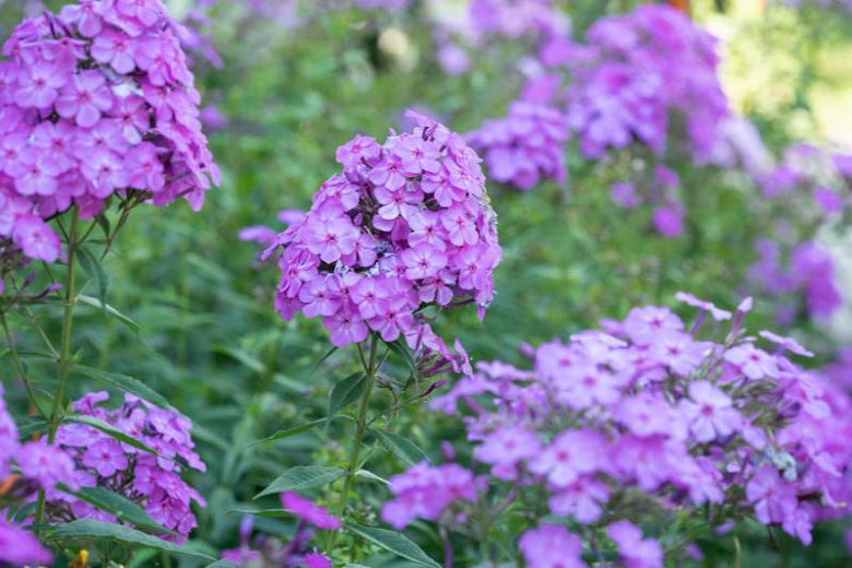 <p>A tall, upright perennial with dense clusters of fragrant blooms in many colors midsummer.</p>