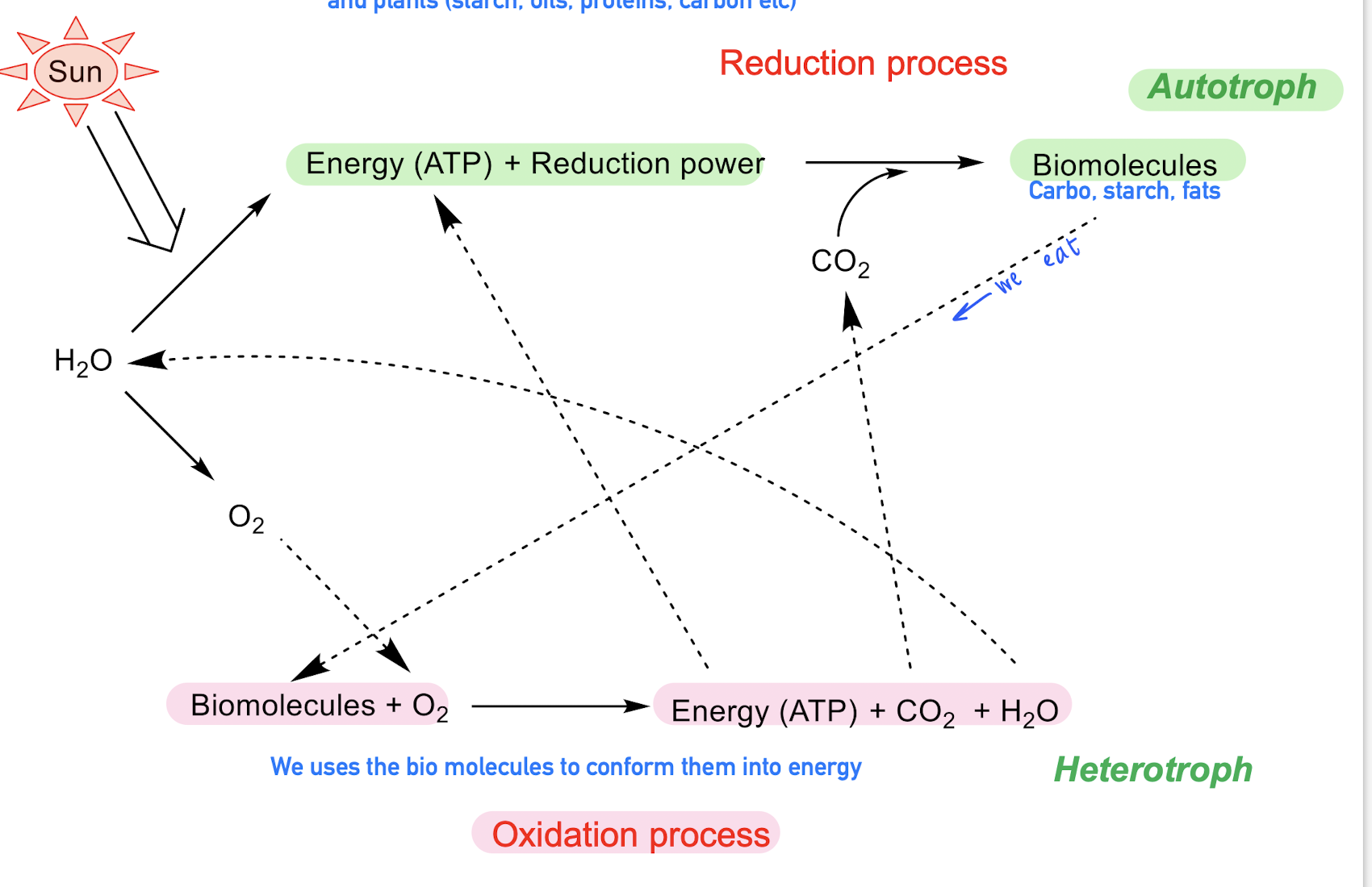 <p>We are very dependent of the sun in 2 different way, <strong>Reduction process </strong>and <strong>Oxidation process</strong>. </p><p></p><ul><li><p>For <u>Autotrophs</u>, water, together with ATP, Co2  and reduction power —&gt; it generates biomolecules (carbs, lipids)</p></li><li><p>For <u>Heterotrofs</u>, They consumes the biomolecules, and together with oxygen they oxidaize into Energy (ATP), Co2 AND H20. </p></li></ul><p></p>