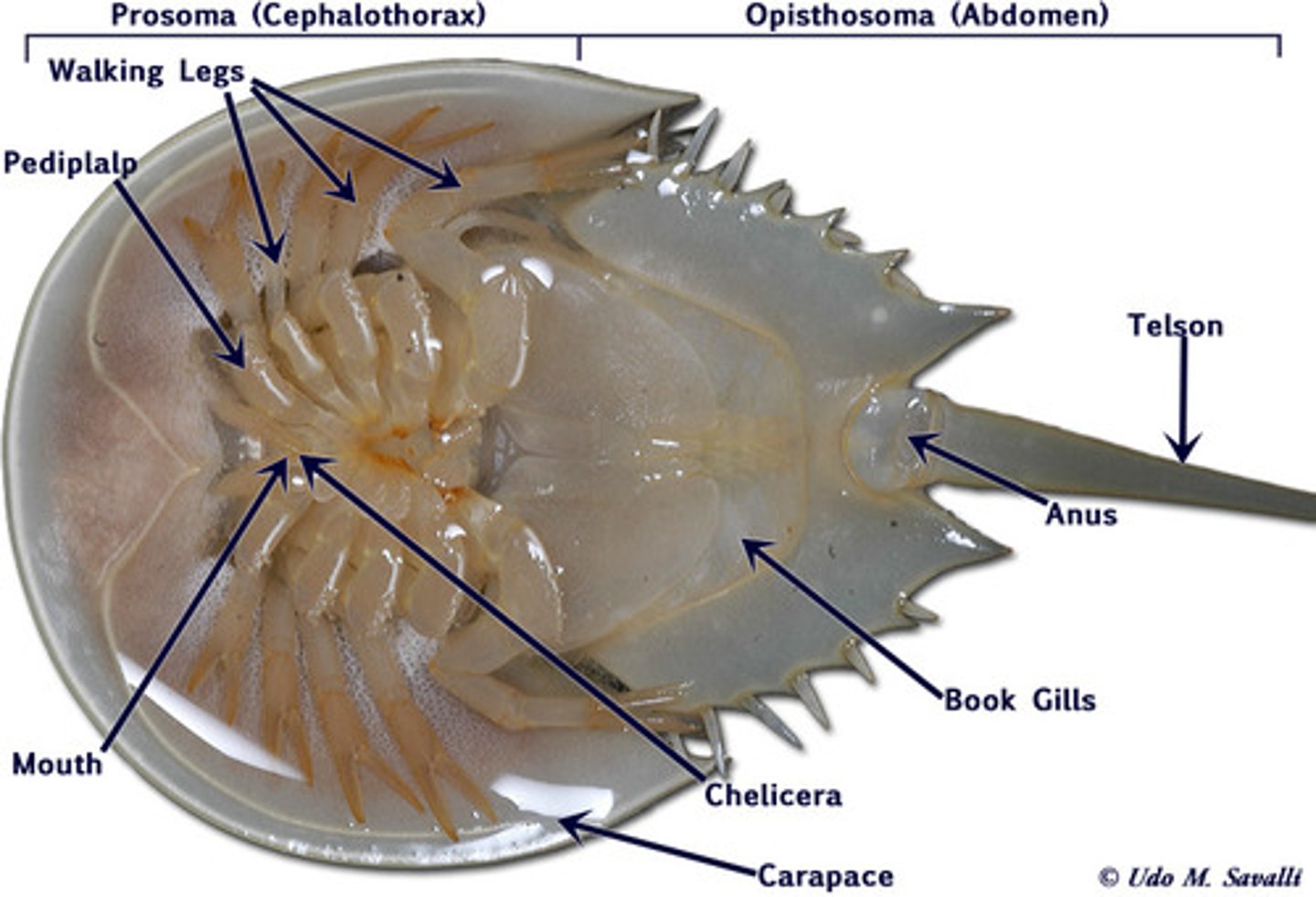 <p>cephalothorax and abdomen</p>