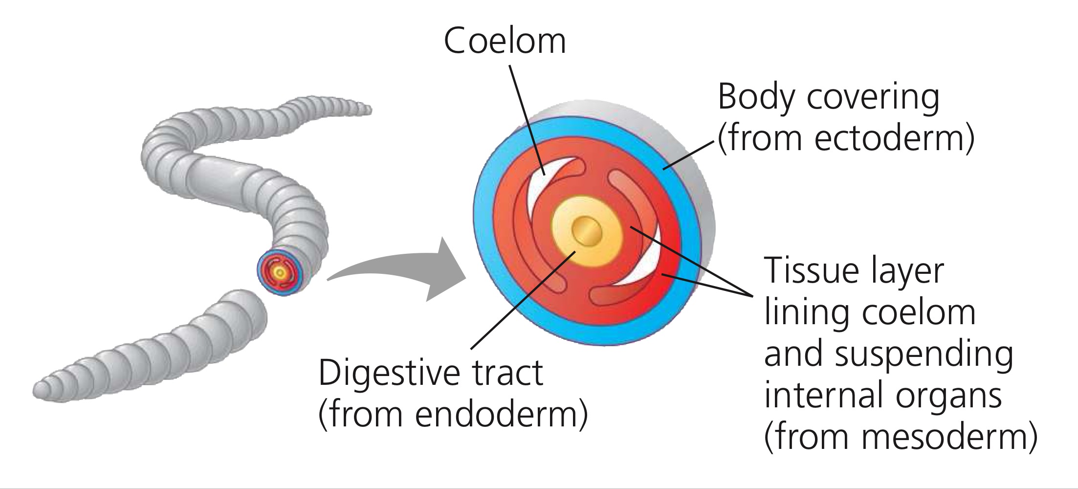 <p>Cavity between endoderm and ectoderm.</p>