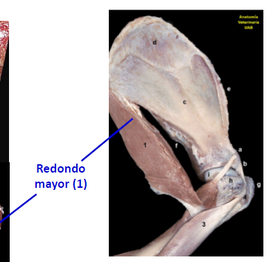 <ul><li><p>INSERCION : del ángulo caudal de la escápula a la tuberosidad del redondo mayor</p></li></ul><p></p>