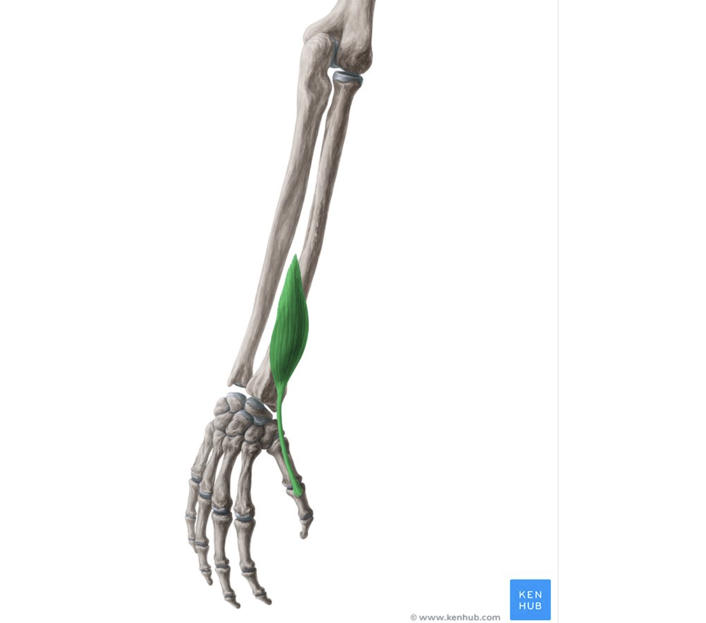 <p></p><p>origin: mid radius</p><p>insertion: proximal phalanx of metacarpal I</p>