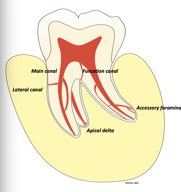 <p>apical → 74%<br>middle → 11%<br>cervical → 15%</p>