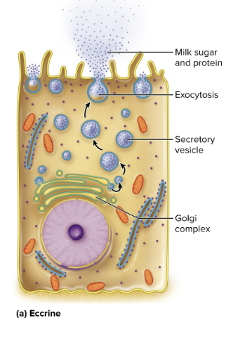 <p>Eccrine glands</p>