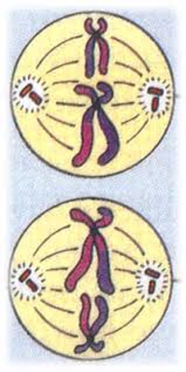 <p>The duplicated chromosomes move to the centre of the cell. Each centromere attaches to two spindle fibers instead of one.</p>