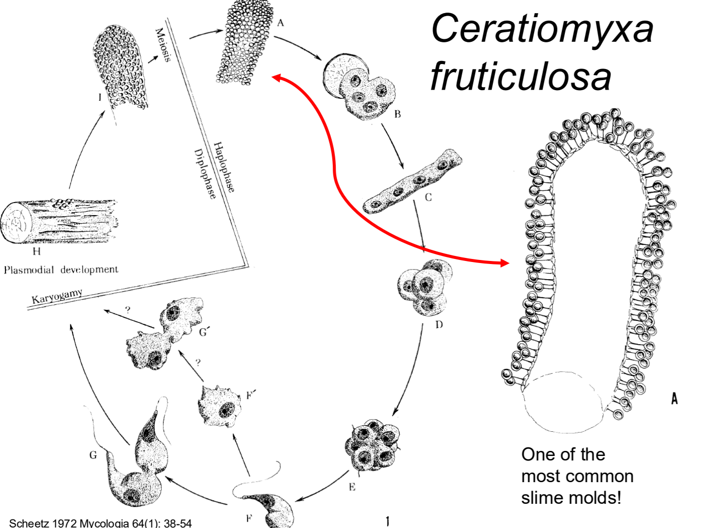 <p>one of the most common slime molds</p>