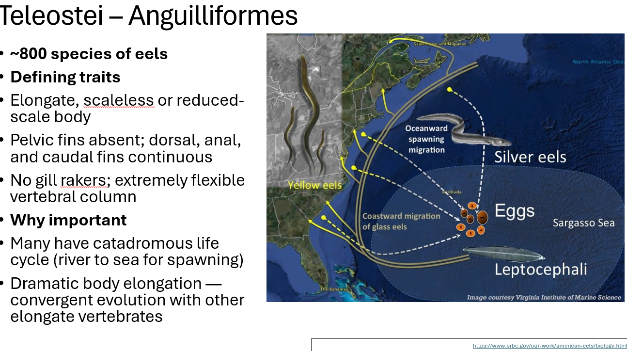 <p><span>•</span><strong><span>~800 species of eels</span></strong></p><p><span>•</span><strong><span>Defining traits</span></strong></p><p><span>•Elongate, scaleless or reduced-scale body</span></p><p><span>•Pelvic fins absent; dorsal, anal, and caudal fins continuous</span></p><p><span>•No gill rakers; extremely flexible vertebral column</span></p><p><span>•</span><strong><span>Why important</span></strong></p><p><span>•Many have catadromous/opp of </span><span><span>anadromous</span></span><span> life cycle (spawn in saltwater but spend most of life in freshwater, river to ocean for spawning)</span></p><p><span>•Dramatic body elongation — convergent evolution with other elongate vertebrates</span></p>