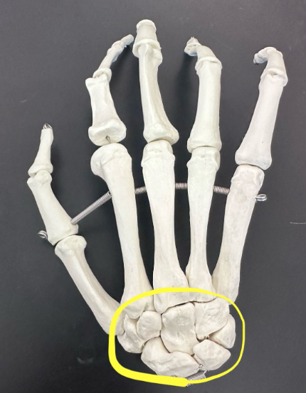 <p>What are these bones circled in yellow called?</p>