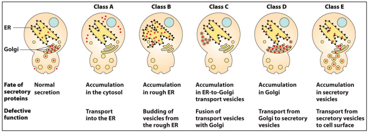 <p>5 classes</p><p>A = accumulation in cytosol (defect in co-translation/translocation)</p><p>B = accumulation in ER (defect in ER vesicle formation), ex. sec12 (has large, expanded ER)…</p><p>Double mutants indicate order of steps in pathway - B + D = B mutant, since ER budding occurs before Golgi budding</p><p>Other mutants can indicate biogenesis events</p>