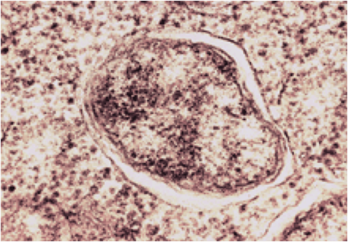 <p>DEFINITION </p><p>- common group of bacteria that infect the reproductive tissues of arthropods </p><p>----------------</p><p>FEATURES:</p><p>- they can infect the reproductive tissues of 40% of insects </p><p>- effects can bee seen in wasps (nasonia)</p>