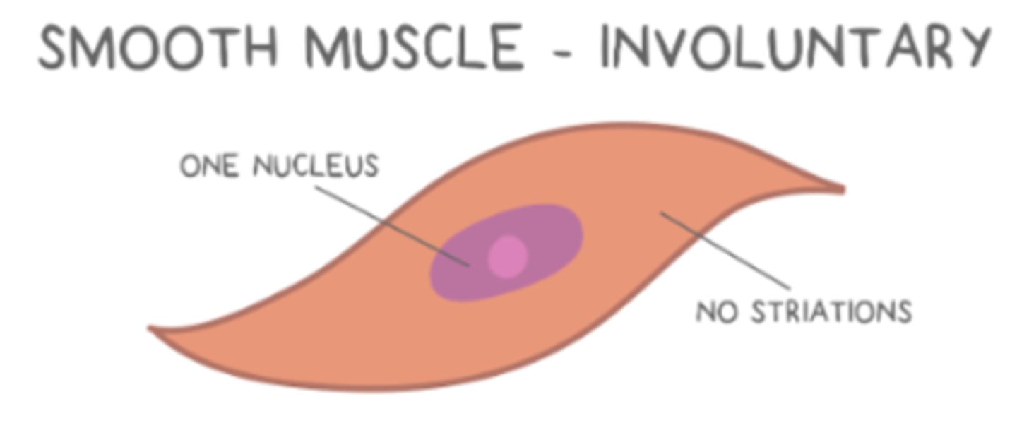 <p>they are short, tapered, and have only one nucleus per cell</p>