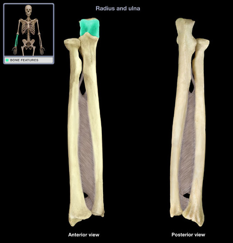 <p>articulates with trochlea of humerus</p>