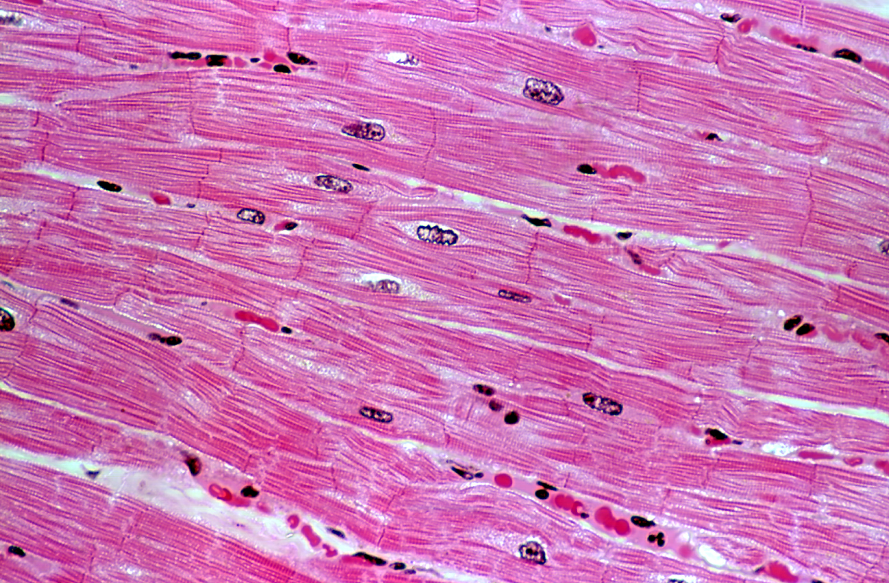 <p>tissue type</p>