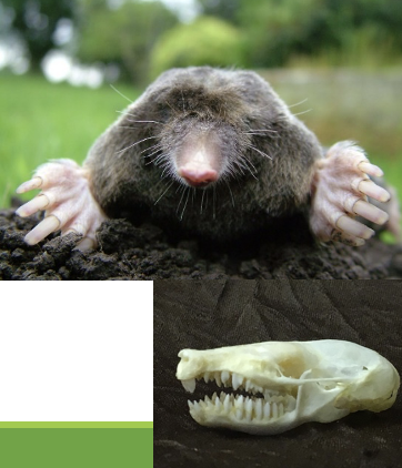 <p>eastern mole</p>
