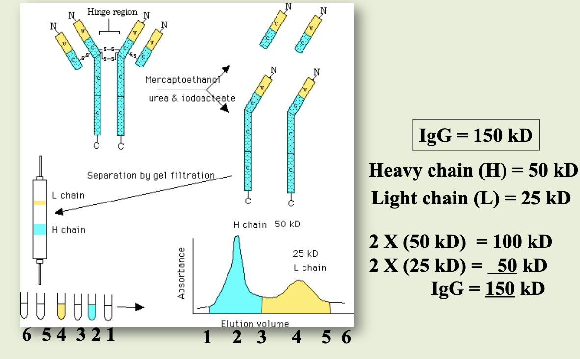<p>to determine if it was made of subunit polypeptides, it was subjected to mercaptoethanol, which reduced disulfide bonds. after reduction & denaturation, found 2 protein peaks in gel filtration: 50 kd was heavy chain, 25 kd was light chain</p>